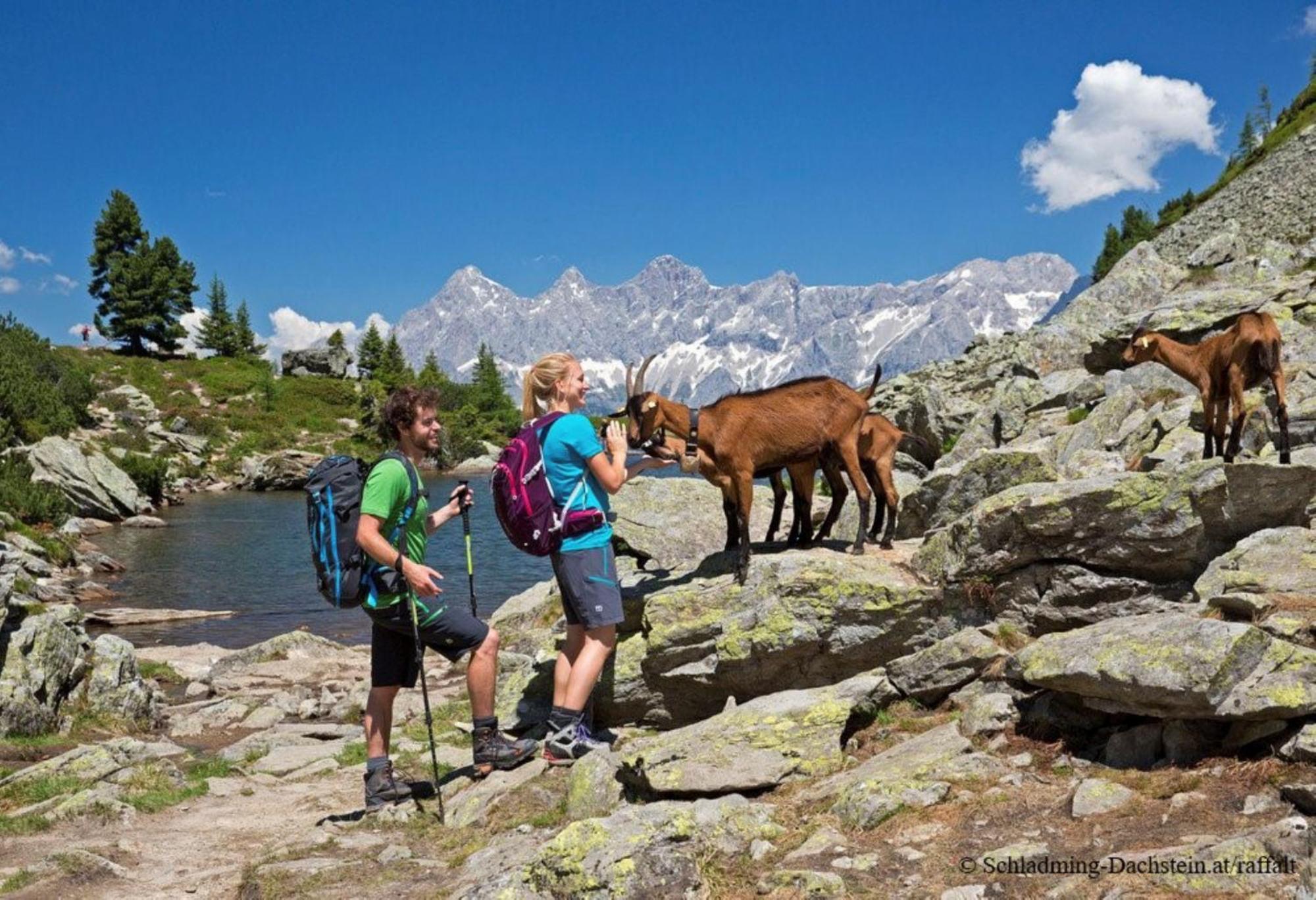 Alpenrock By Alps